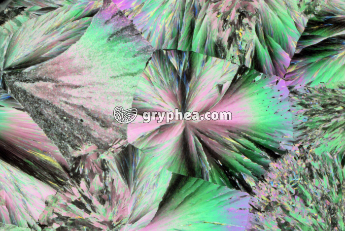 Vanilline après refroidissement lent LPA x5 - gryphea.com